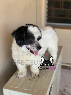 Grooming Service at Home