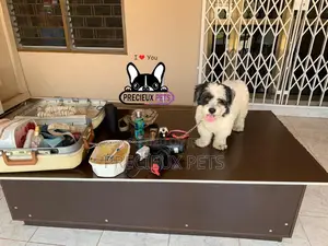Grooming Home Service for Toy Dogs