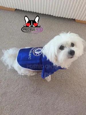 Toy Dogs Wears