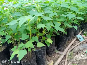 Exotic Pawpaw Seedlings
