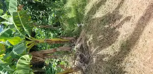 Land for Sale at Santasi Darko