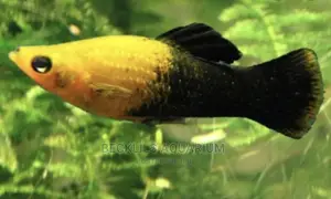 Molly Fishes