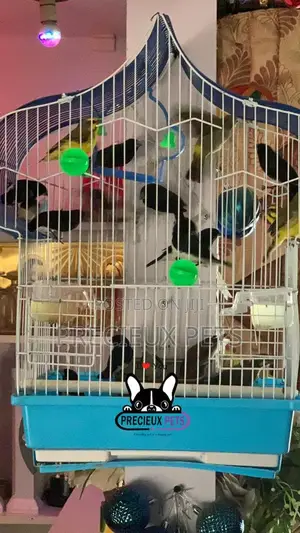 Finches Types of Birds