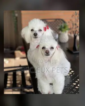 Poodle Type a Grooming Service