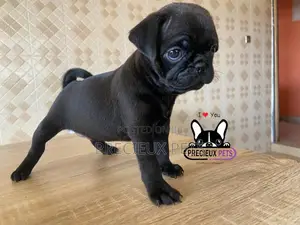 1-3 Month Male Purebred Pug