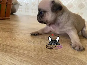 1-3 Months Female Purebred Pug