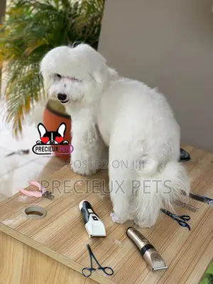 Miniatures Poodle Grooming Service
