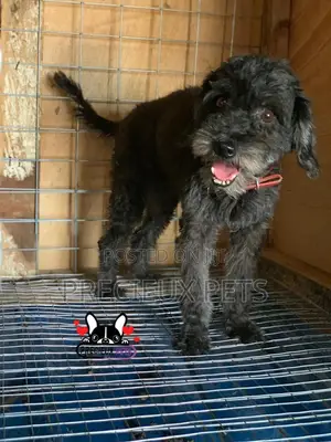 1+ Year Female Purebred Poodle