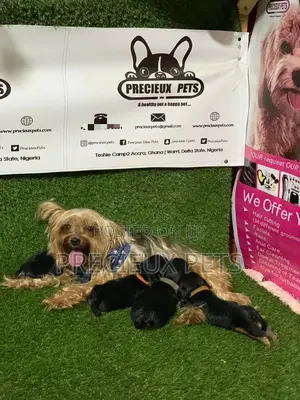 0-1 Month Female Purebred Yorkshire Terrier