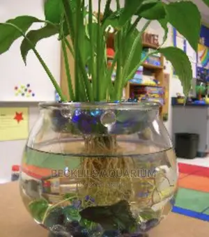 Package Betta Fish Bowl
