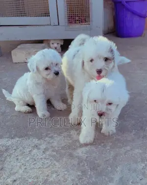 1-3 Months Male Purebred Poodle