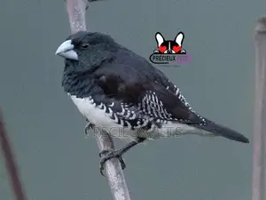 Black and White Manniki Finch Bird