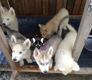 1-3 months Female Purebred Siberian Husky