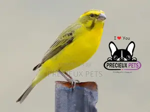 African Canary Birds