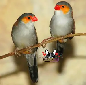 Orange Cheeked Waxbill Bird