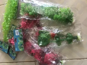 Aquarium Plant -2