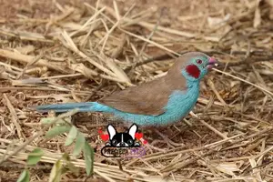 Red-Cheeked Cordon-Bleu
Birds