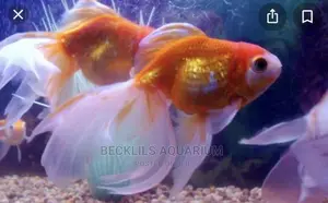 Gold Fishes and Koi