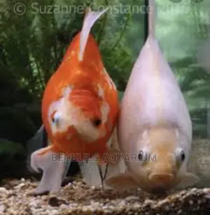 Assorted Gold Fishes and Koi