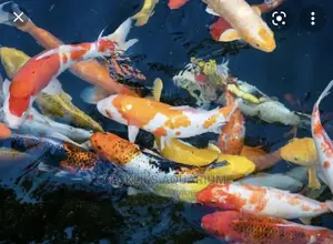 Gold Fishes and Koi’S