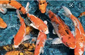Koi Fishes
