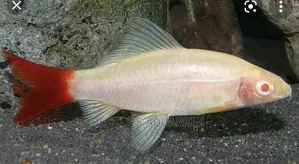 Shark Fishes