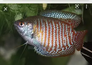 Gourami Fish