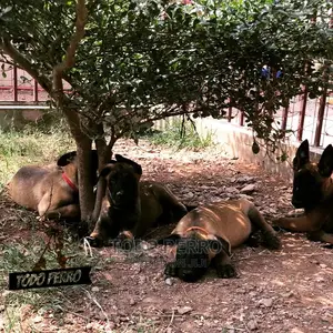 1-3 months Female Purebred Belgian Malinois