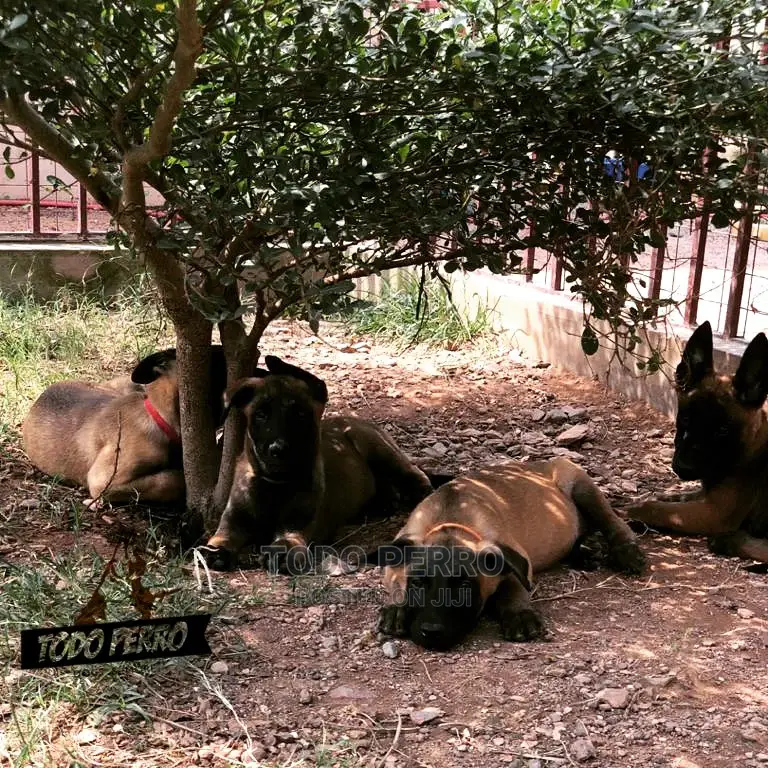 1-3 months Female Purebred Belgian Malinois