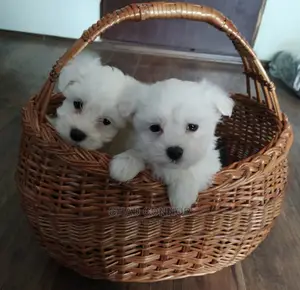 1-3 months Male Purebred Maltese