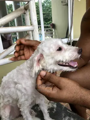 Pet Grooming Service