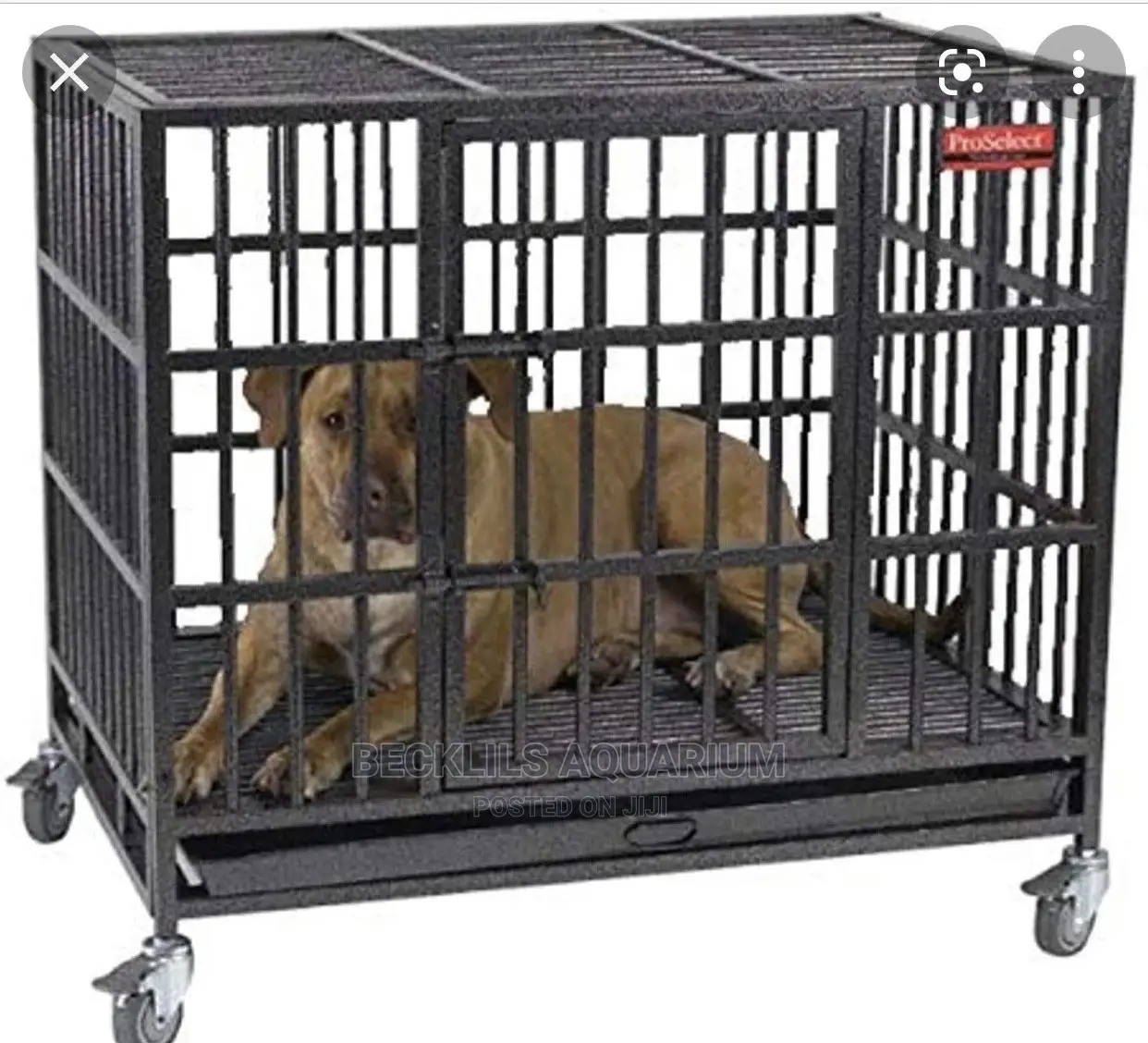Metal Dog Cages