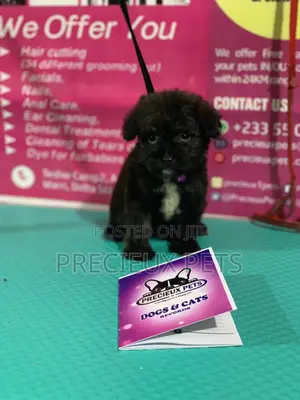 1-3 Month Female Purebred Poodle