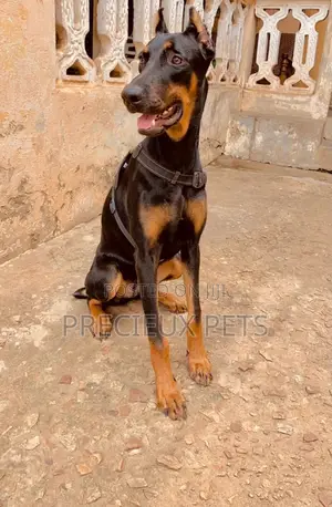 6-12 Months Female Purebred Doberman Pinscher