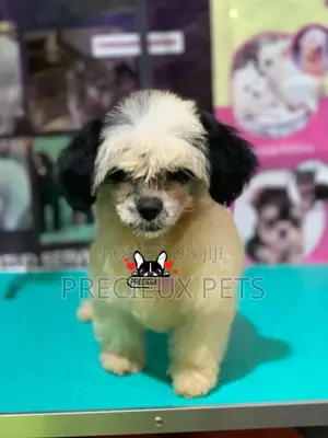 Puppy Grooming Services 0001