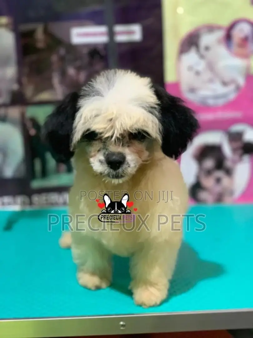 Puppy Grooming Services 0001