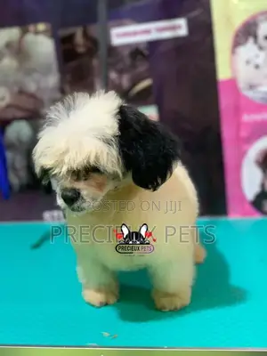 Puppy Grooming Services 0001