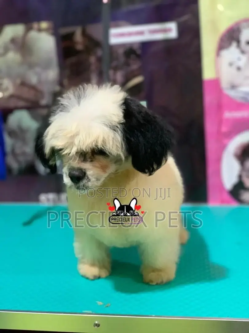 Puppy Grooming Services 0001