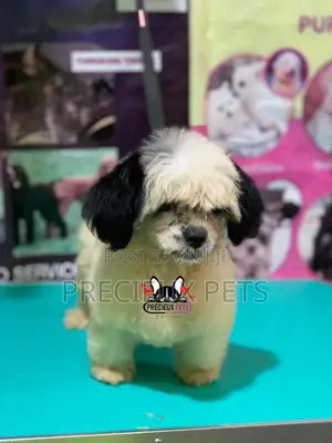 Puppy Grooming Services 0001