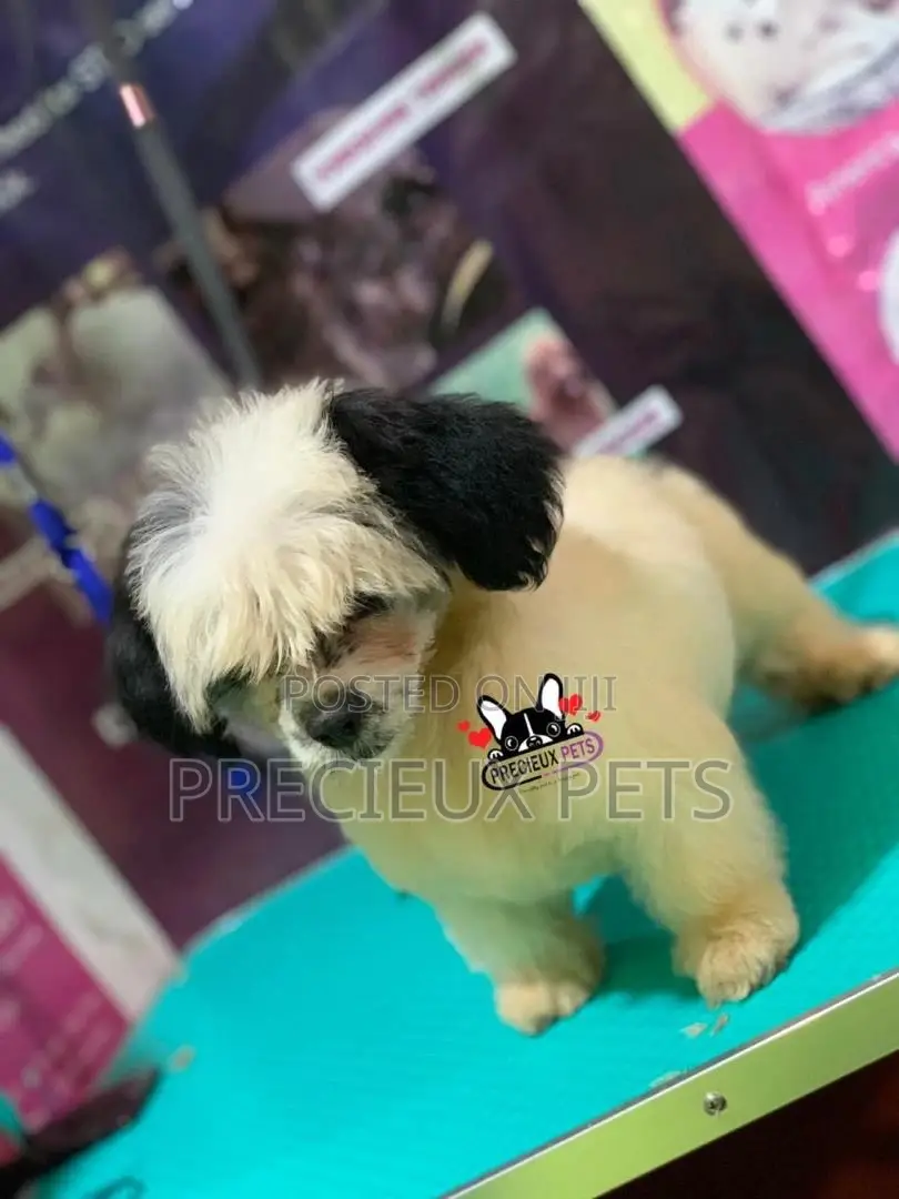 Puppy Grooming Services 0001
