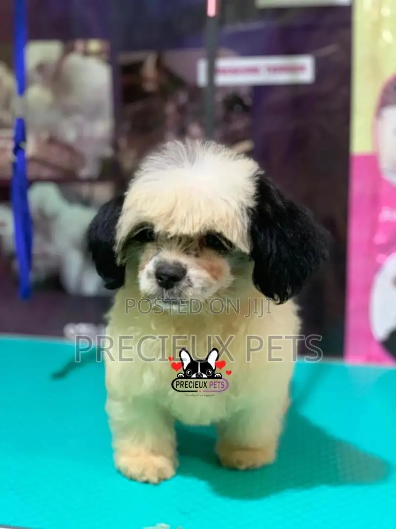 Puppy Grooming Services 0001