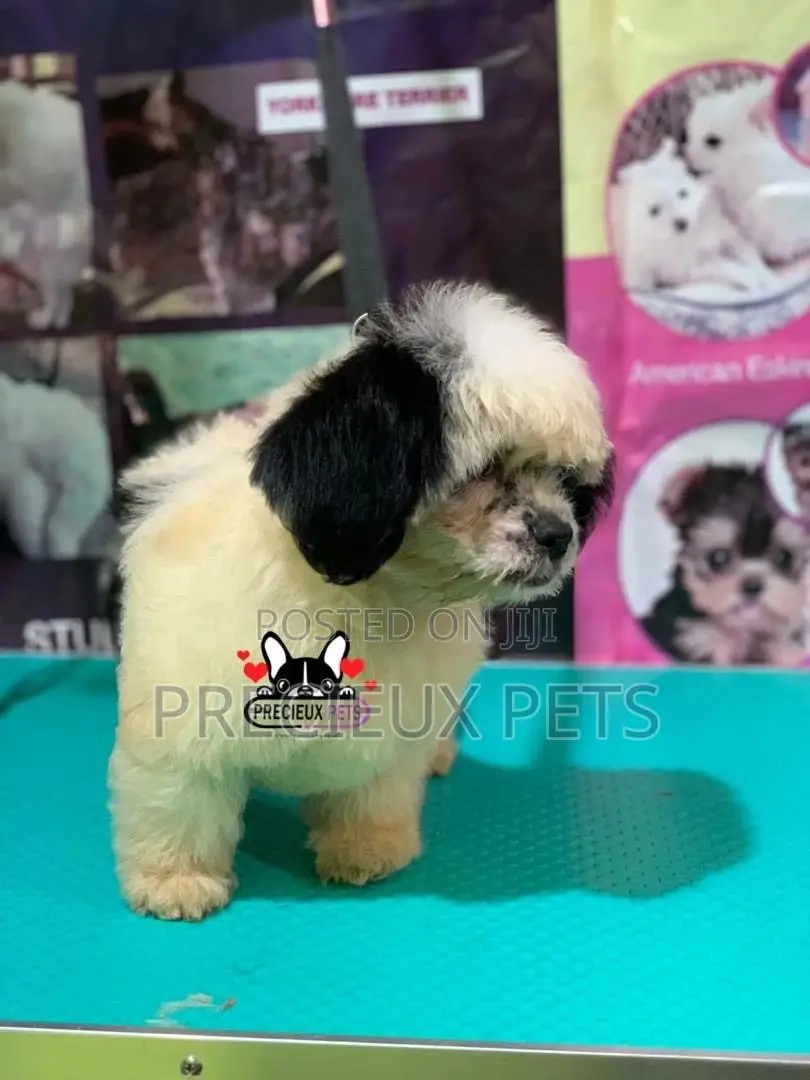Puppy Grooming Services 0001