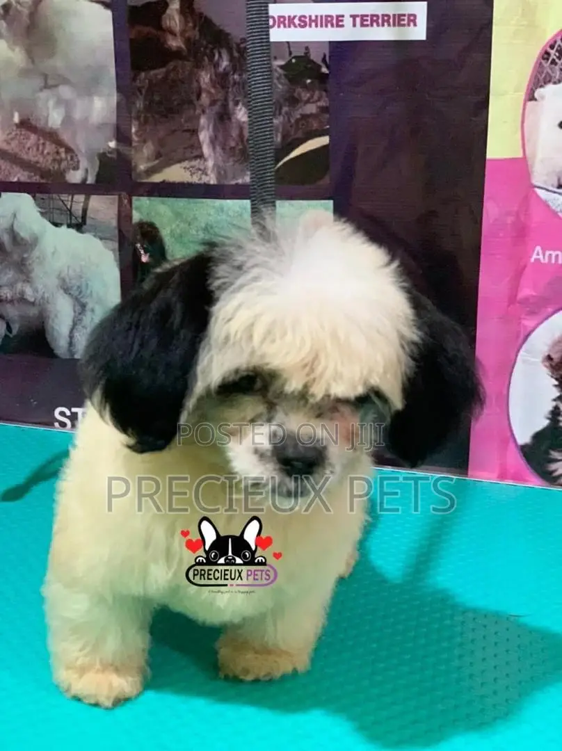 Puppy Grooming Services 0001