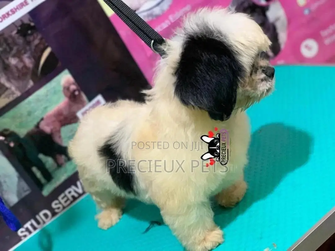 Puppy Grooming Services 0001
