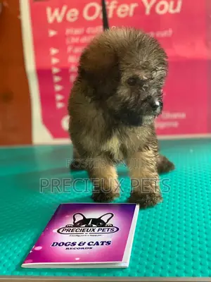1-3 Months Male Purebred Poodle
