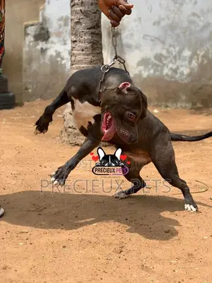 1+ Year Female Purebred American Pit Bull Terrier