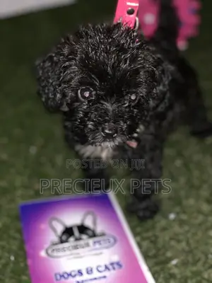 1-3 Months Male Purebred Poodle