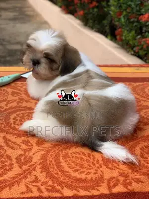 1-3 Month Male Purebred Shih Tzu