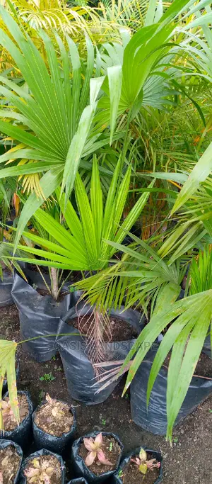 Oasis Landscapes and More
