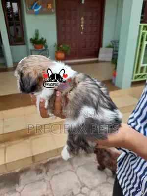 1-3 Month Female Purebred Shih Tzu